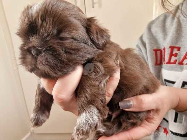 Shih Tzu Puppies for sale in Telford, Shropshire - Image 2