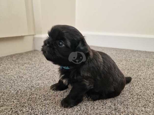 Shih Tzu Puppies for sale in Telford, Shropshire - Image 3