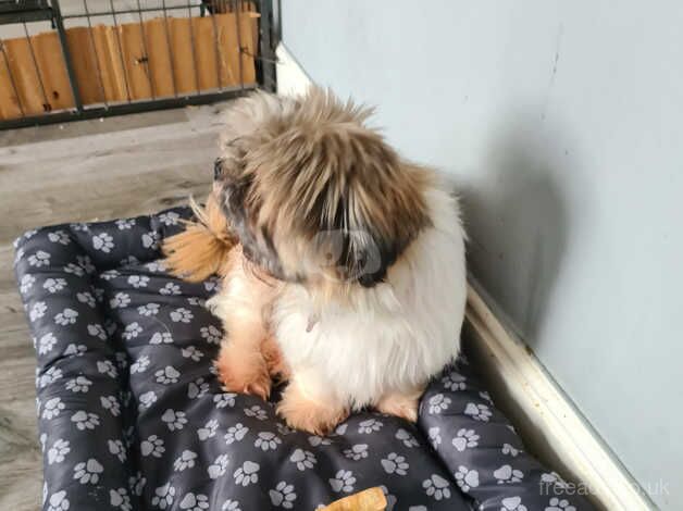 Shih tzu puppies for sale in Trowbridge, Cardiff