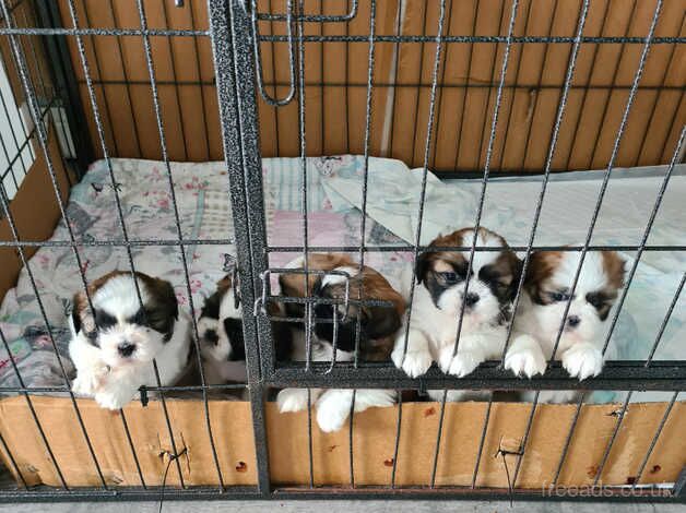 Shih tzu puppies for sale in Trowbridge, Cardiff - Image 2