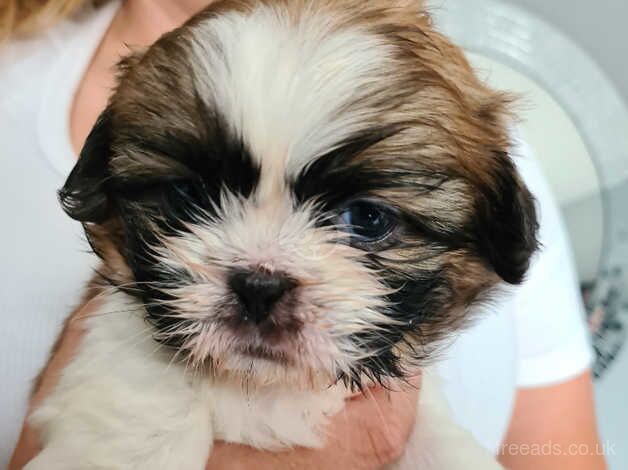 Shih tzu puppies for sale in Trowbridge, Cardiff - Image 3