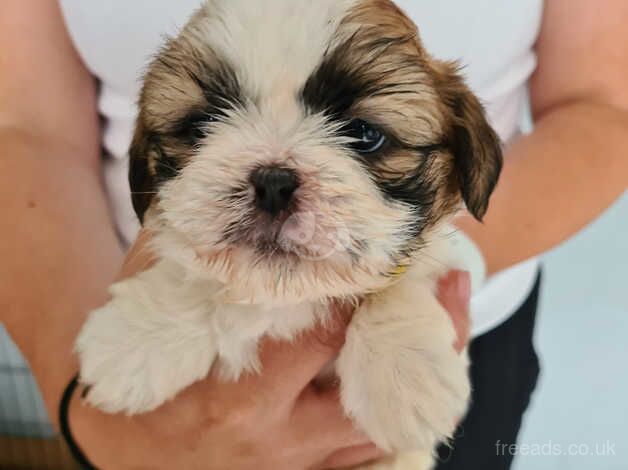 Shih tzu puppies for sale in Trowbridge, Cardiff - Image 5