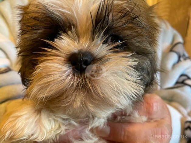 Shih tzu puppies for sale in Warrington, Cheshire