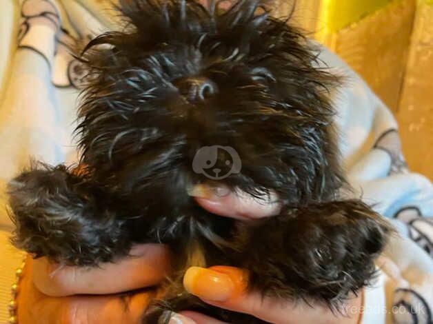 Shih tzu puppies for sale in Warrington, Cheshire - Image 2