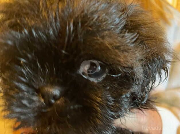 Shih tzu puppies for sale in Warrington, Cheshire - Image 3