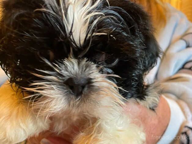 Shih tzu puppies for sale in Warrington, Cheshire - Image 4