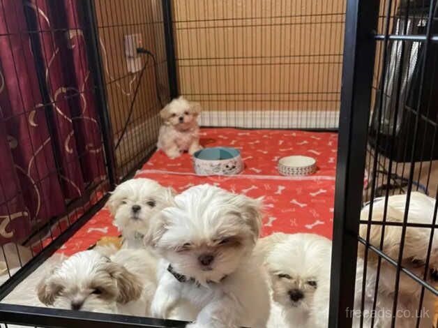 Shih tzu puppies (ONLY 3 PUPPIES AVAILABLE) for sale in Reading, Berkshire