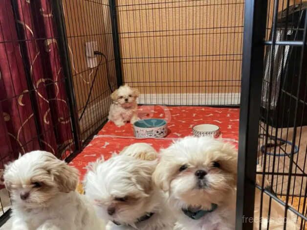 Shih tzu puppies (ONLY 3 PUPPIES AVAILABLE) for sale in Reading, Berkshire - Image 2