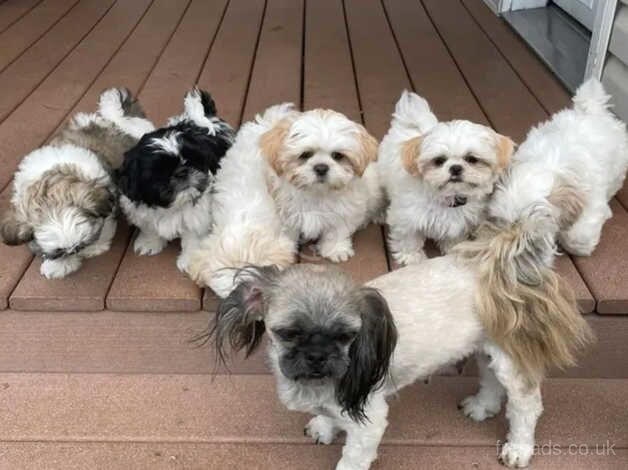 Shih tzu puppies (ONLY 3 PUPPIES AVAILABLE) for sale in Reading, Berkshire - Image 3