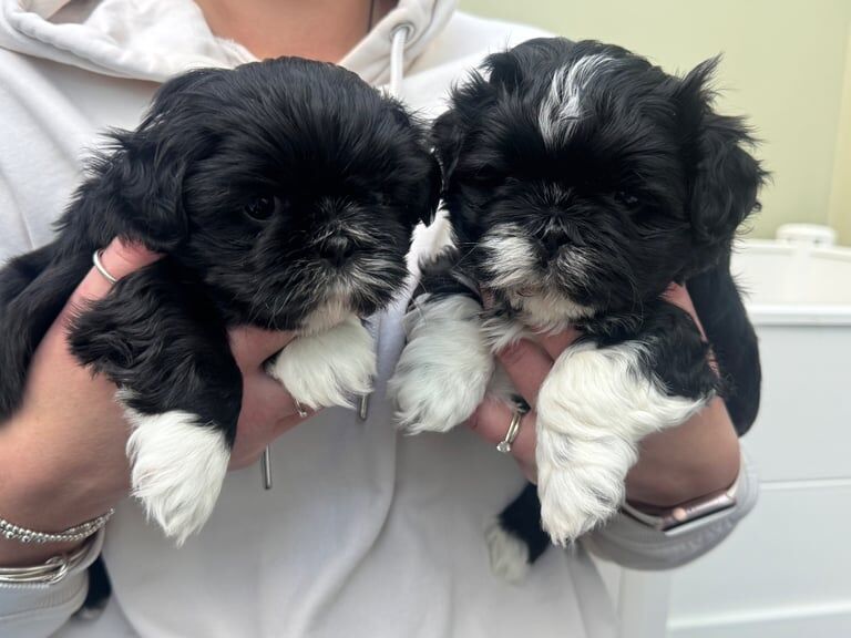 Shih Tzu puppies for sale in Fakenham, Norfolk