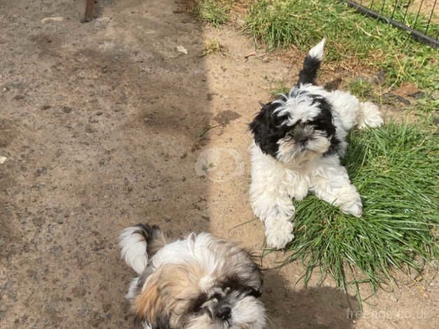 Shih Tzu puppies ready to leave now for sale in Consett, County Durham - Image 1