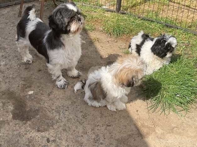 Shih Tzu puppies ready to leave now for sale in Consett, County Durham - Image 2