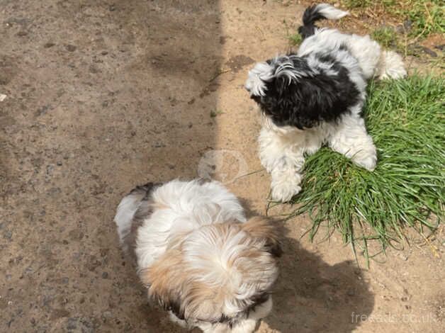 Shih Tzu puppies ready to leave now for sale in Consett, County Durham - Image 4