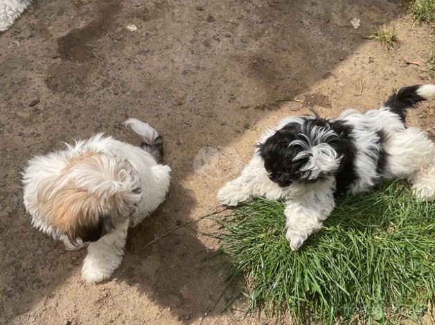 Shih Tzu puppies ready to leave now for sale in Consett, County Durham - Image 5