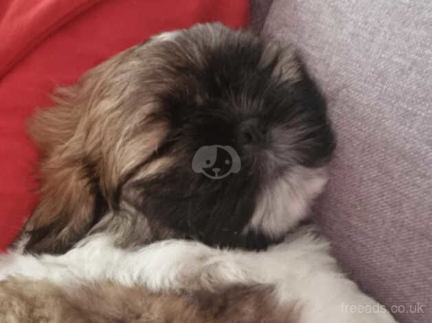 Shih tzu puppy for sale in Bristol, Bristol