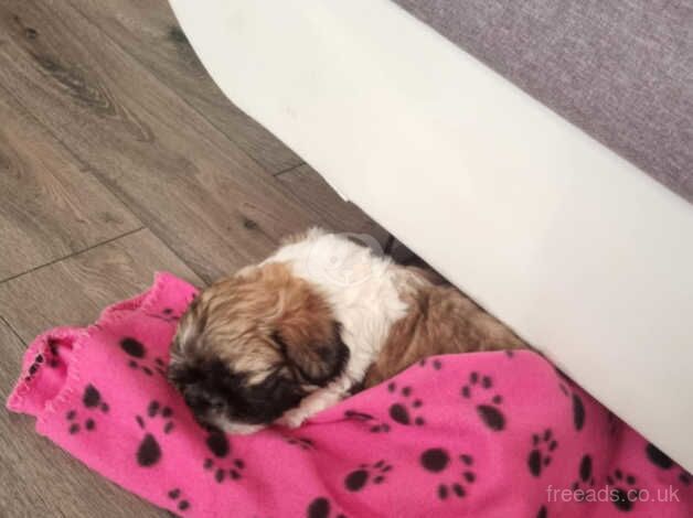 Shih tzu puppy for sale in Bristol, Bristol - Image 2