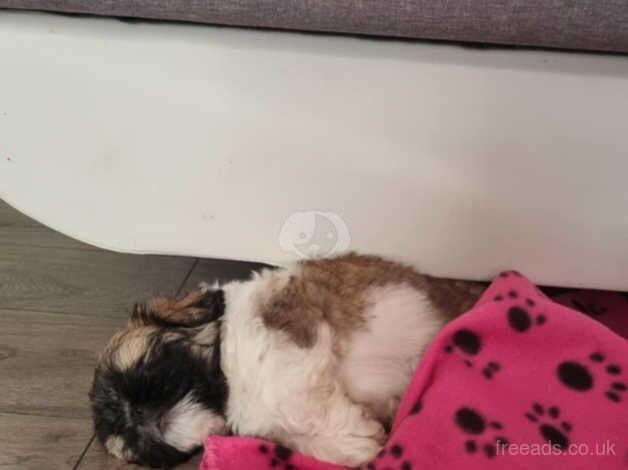 Shih tzu puppy for sale in Bristol, Bristol - Image 3