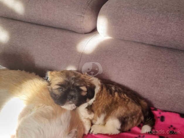 Shih tzu puppy for sale in Bristol, Bristol - Image 4