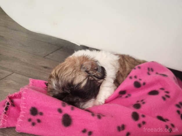 Shih tzu puppy for sale in Bristol, Bristol - Image 5