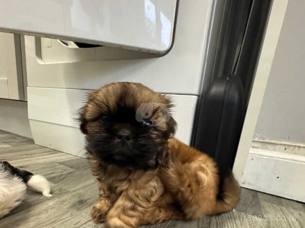 shih tzu puppy for sale in Great Malvern, Worcestershire