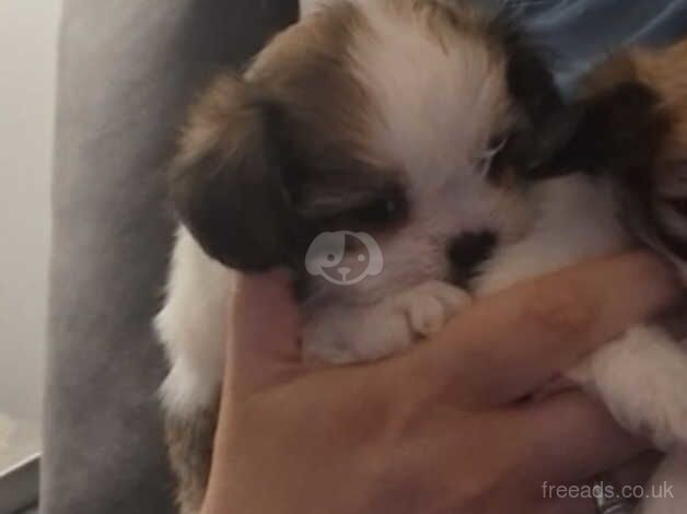 shih tzu puppy for sale in Newry and Mourne