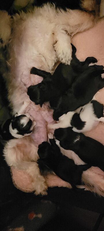 shih tzu puppy standard for sale in Derby, Derbyshire - Image 2