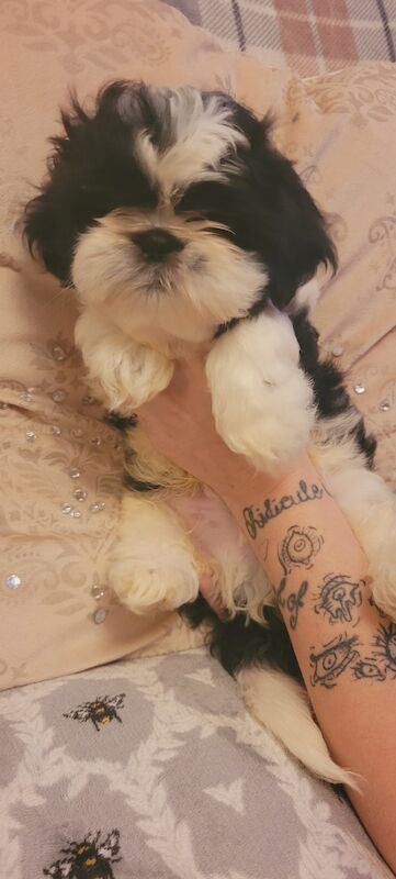 shih tzu puppy standard for sale in Derby, Derbyshire - Image 3