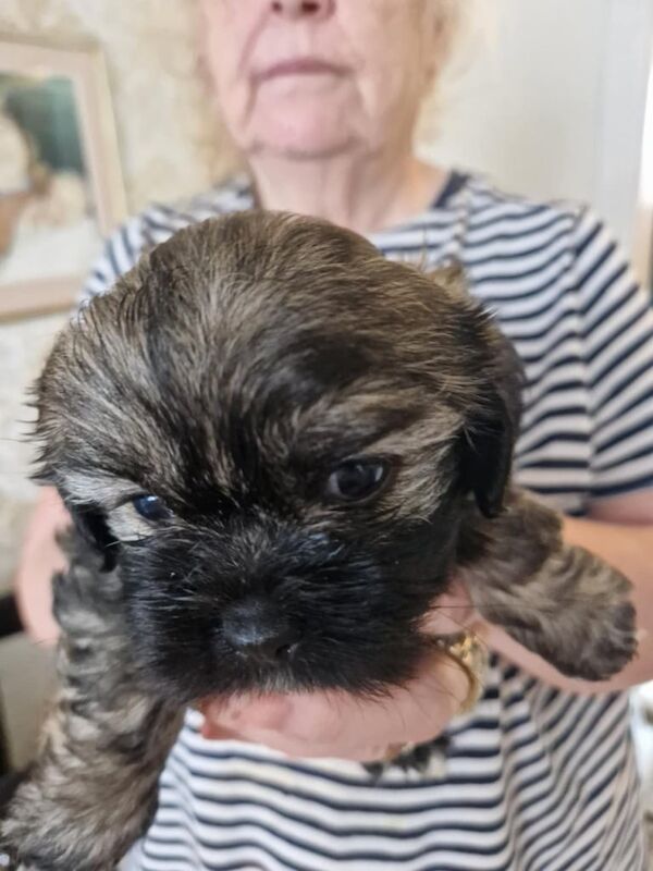 Shih Tzu puppy's for sale in Chryston, Lanarkshire - Image 1