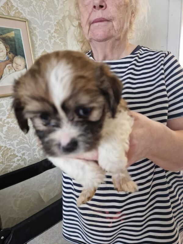 Shih Tzu puppy's for sale in Chryston, Lanarkshire - Image 2