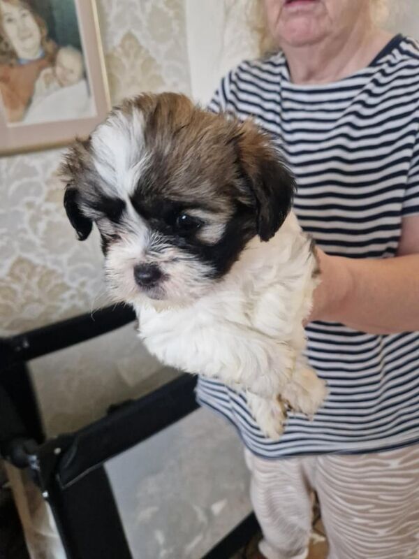 Shih Tzu puppy's for sale in Chryston, Lanarkshire - Image 3