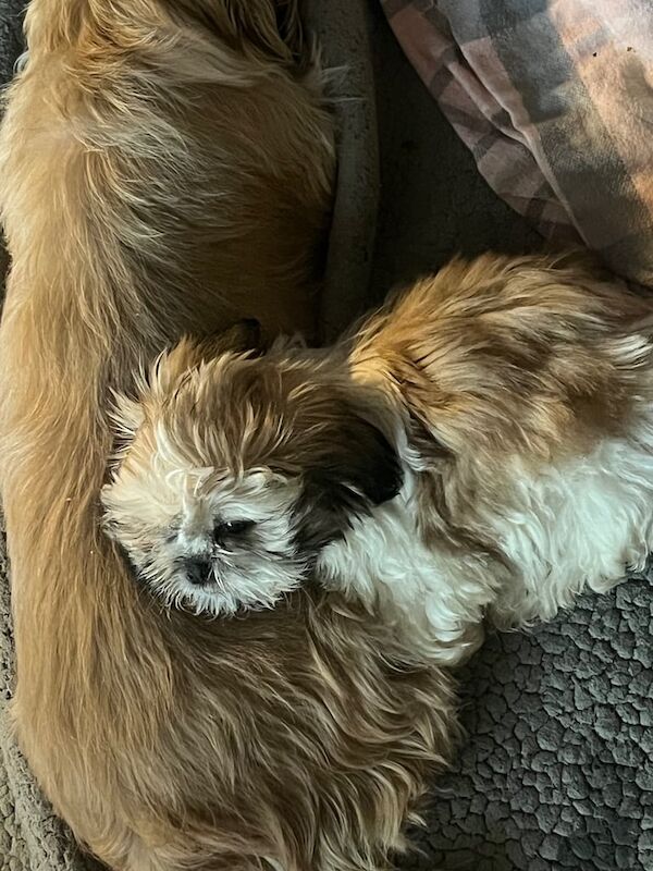 Shih tzu pups 2 boys left for sale in Halton, West Yorkshire - Image 2