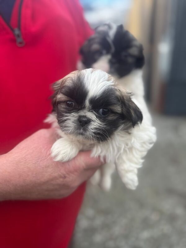 Shih tzu pups for sale in Moffat, Dumfries