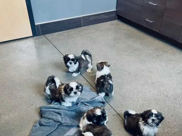 Shih tzu pups at 9 weeks of age for sale in Canvey Island, Essex