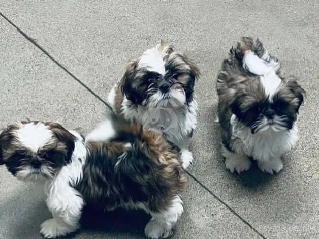 Shih tzu pups at 9 weeks of age for sale in Canvey Island, Essex - Image 2