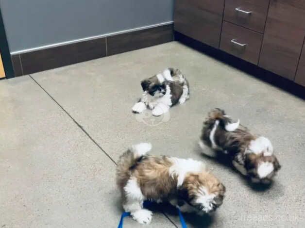 Shih tzu pups at 9 weeks of age for sale in Canvey Island, Essex - Image 3