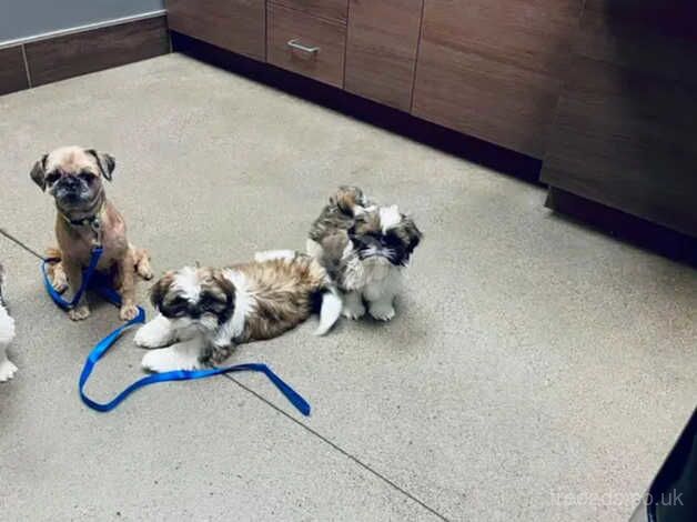 Shih tzu pups at 9 weeks of age for sale in Canvey Island, Essex - Image 4