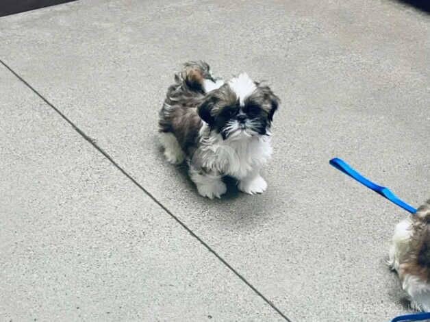 Shih tzu pups at 9 weeks of age for sale in Canvey Island, Essex - Image 5