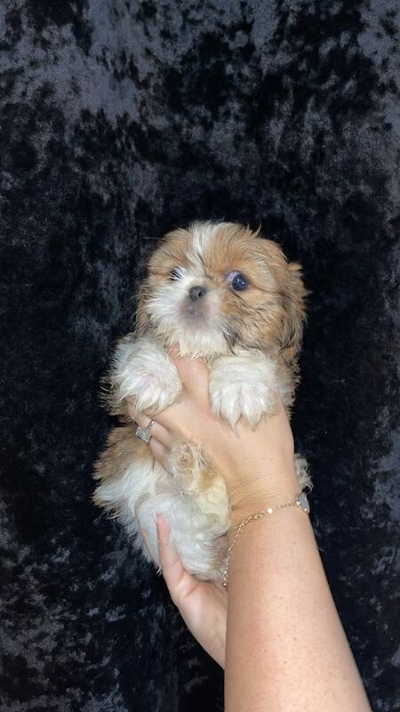 Shih tzu pups full pedigree for sale in Halton, West Yorkshire