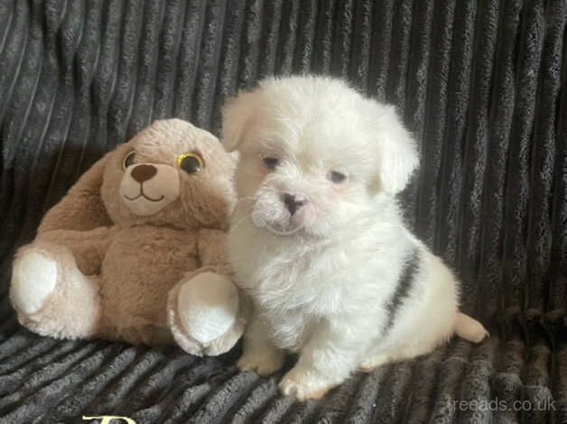 Shih tzu pups girl and boy ready soon for sale in Leigh, Greater Manchester - Image 1