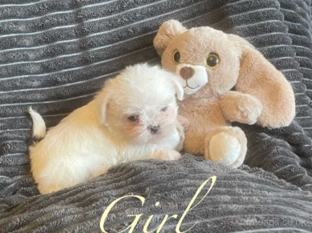 Shih tzu pups girl and boy ready soon for sale in Leigh, Greater Manchester - Image 3