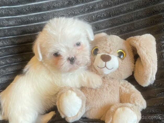 Shih tzu pups girl and boy ready soon for sale in Leigh, Greater Manchester - Image 4