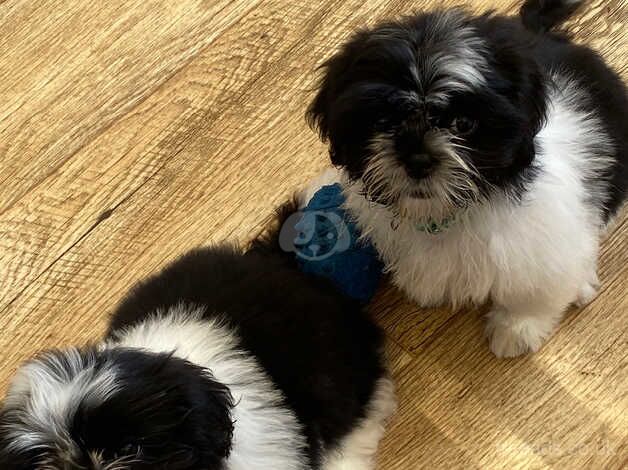 Shih Tzu pups for sale in Chapel St Leonards, Lincolnshire