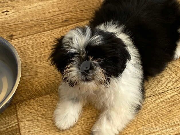 Shih Tzu pups for sale in Chapel St Leonards, Lincolnshire - Image 2