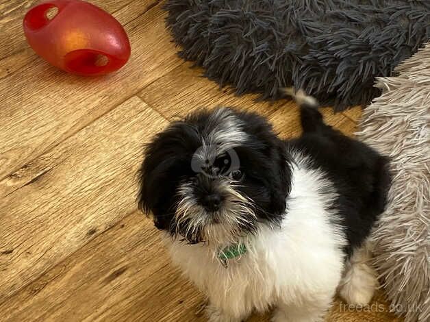 Shih Tzu pups for sale in Chapel St Leonards, Lincolnshire - Image 3