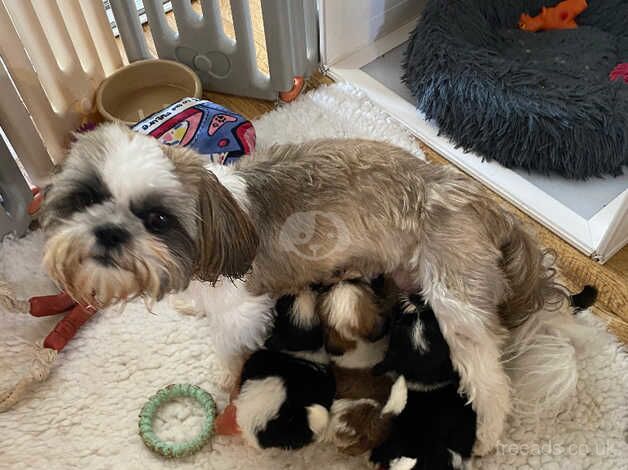 Shih Tzu pups for sale in Chapel St Leonards, Lincolnshire - Image 4