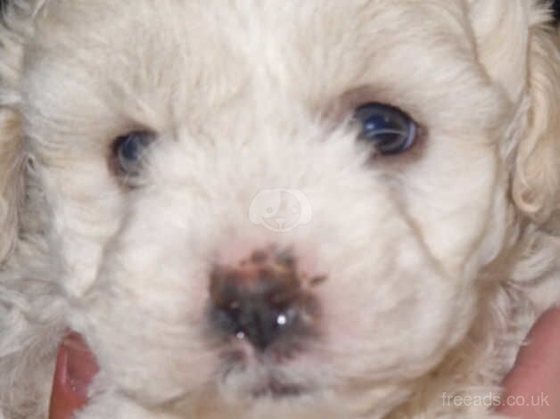 Shih tzu x bichon frise for sale in Bristol, Bristol - Image 2