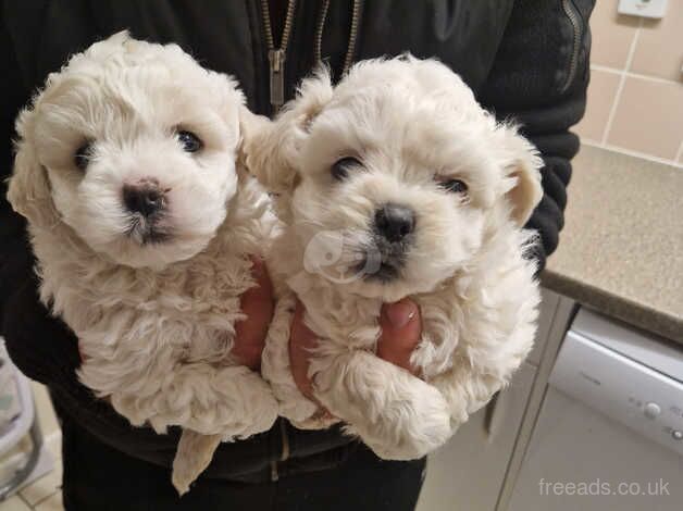 Shih tzu x bichon frise for sale in Bristol, Bristol - Image 3