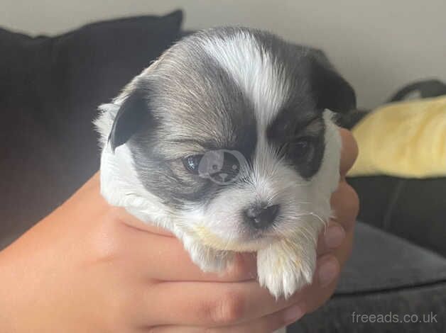 Shih Tzu x Chihuahua puppies for sale in Crook, County Durham