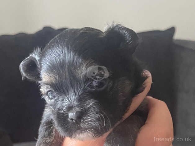 Shih Tzu x Chihuahua puppies for sale in Crook, County Durham - Image 5