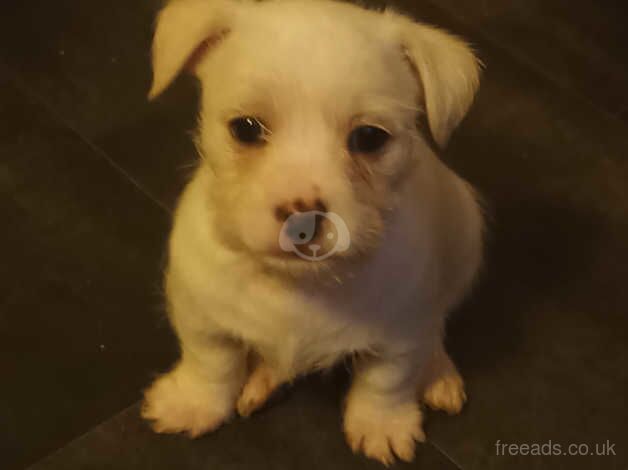 Shih tzu x jack russell puppies for sale in Newcastle Upon Tyne, Tyne and Wear